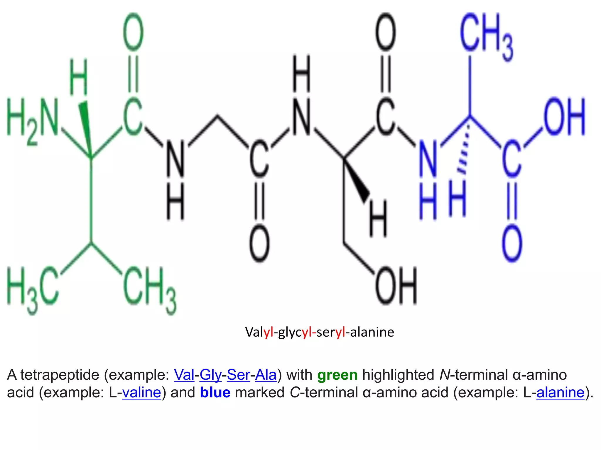 1 Main minerals. Amino acids. Proteins folding 2021 | PPTX