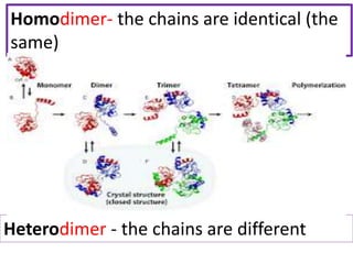 Homodimer Structure 1 Main minerals. Amino acids. Proteins folding 2021 | PPTX