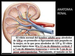 1 Anatomía renal.pdf UROLOGIA CIRUGIA II | PDF