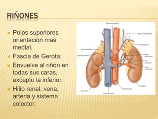 1 ANATOMIA DEL SISTEMA GENITOURINARIOA.pptx