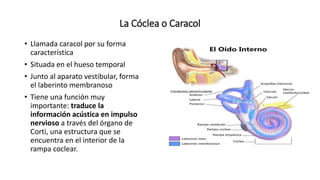 1-anatomia-y-fisologia-del-oido-pptx