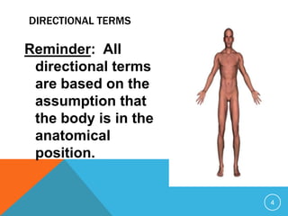 DIRECTIONAL TERMS

Reminder: All
directional terms
are based on the
assumption that
the body is in the
anatomical
position.

4

 