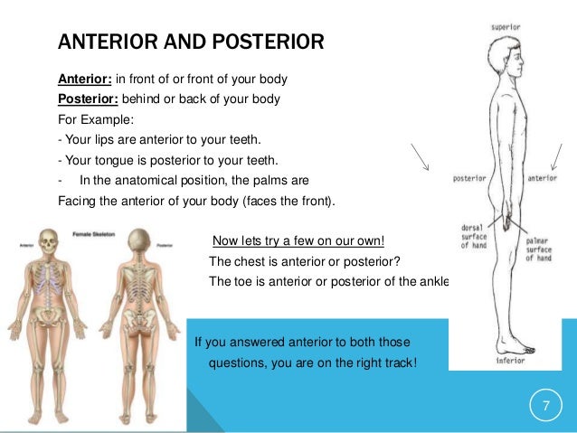 Anatomical Position Front And Back