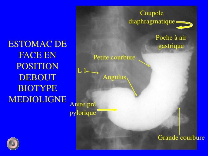 1 anatomie et semiologie rdiologique5 (version5)