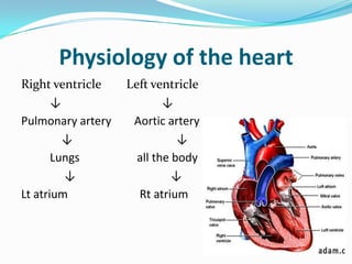 Physiology of the heart
Right ventricle    Left ventricle
       ↓                   ↓
Pulmonary artery    Aortic artery
         ↓                    ↓
       Lungs         all the body
         ↓                   ↓
Lt atrium            Rt atrium
 