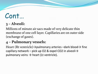 Cont…
3 – Alveoli:
Millions of minute air sacs made of very delicate thin
membrane of one cell layer. Capillaries are on outer side
(exchange of gases).
4 – Pulmonary vessels:
Heart (Rt ventricle)→pulmonary arteries –dark blood→ fine
capillary network – pick up O2 & expel CO2 in alveoli→
pulmonary veins → heart (Lt ventricle).
 