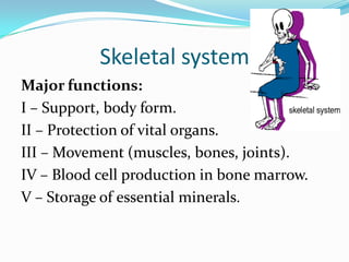 Skeletal system
Major functions:
I – Support, body form.
II – Protection of vital organs.
III – Movement (muscles, bones, joints).
IV – Blood cell production in bone marrow.
V – Storage of essential minerals.
 