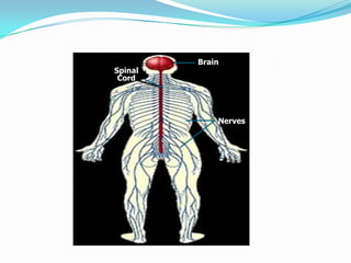 Brain
Spinal
 Cord




             Nerves
 
