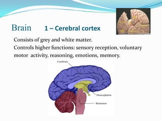Brain        1 – Cerebral cortex
Consists of grey and white matter.
Controls higher functions: sensory reception, voluntary
motor activity, reasoning, emotions, memory.
 
