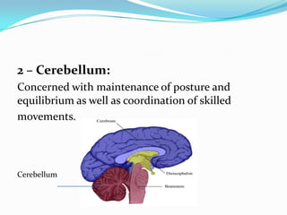 2 – Cerebellum:
Concerned with maintenance of posture and
equilibrium as well as coordination of skilled
movements.




Cerebellum
 