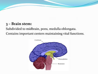 3 – Brain stem:
Subdivided to midbrain, pons, medulla oblongata.
Contains important centers maintaining vital functions.
 