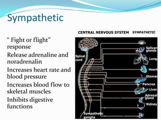 Sympathetic
                            CENTRAL NERVOUS SYSTEM SYMPATHETIC
                                Brain
“ Fight or flight”                               Dilates pupil
response                                     Stimulates salivation      Salivary
                                                                        glands
                                               Relaxes bronchi
Release adrenaline and     Spinal
                                                                          Lungs
                           cord
noradrenalin
                                             Accelerates heartbeat
Increases heart rate and                                                  Heart

blood pressure                                   Inhibits activity       Stomach

Increases blood flow to                                                Pancrea
                                                                       s
                                             Stimulates glucose           Liver
skeletal muscles                                                        Adrenal
                                            Secretion of adrenaline,
                                                                        gland
Inhibits digestive                          no adrenaline
                                                                         Kidney
functions                                      Relaxes bladder

                                Sympathetic Stimulates ejaculation
                                ganglia     in male
 