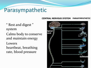 Parasympathetic
                     CENTRAL NERVOUS SYSTEM PARASYMPATHETIC
                             Brain
                                     Contracts pupil
“ Rest and digest ”                  Stimulates salivation
system                   Spinal
                                     Constricts bronchi
                         cord
Calms body to conserve
and maintain energy                  Slows heartbeat


Lowers                               Stimulates activity

heartbeat, breathing
rate, blood pressure                 Stimulates gallbladder
                                                           Gallbladder

                                     Contracts bladder

                                     Stimulates erection
                                     of sex organs
 