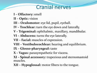 Cranial nerves
I – Olfactory: smell
II – Optic: vision
III – Oculomotor: eye lid, pupil, eyeball.
IV – Trochlear: turn the eye down and laterally.
V – Trigeminal: ophthalmic, maxillary, mandibular.
VI – Abducens: turns the eye laterally.
VII – Facial: muscles of expression.
VIII – Vestibulocochlear: hearing and equilibrium.
IX – Glosso-pharyngeal: taste
X – Vagus: parasympathetic for viscera.
XI – Spinal accessory: trapezious and sternomastoid
muscles.
XII – Hypoglossal: motor fibers to the tongue.
 