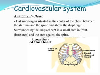 Cardiovascular system
Anatomy: I - Heart:
- Fist sized organ situated in the center of the chest, between
the sternum and the spine and above the diaphragm.
Surrounded by the lungs except in a small area in front.
(bare area) and the area against the spine.
 