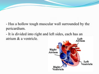 - Has a hollow tough muscular wall surrounded by the
pericardium.
- It is divided into right and left sides, each has an
atrium & a ventricle.
 