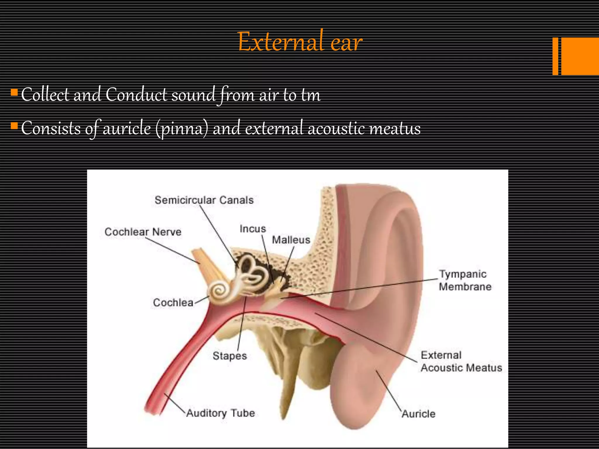 anatomy of ear | PPTX