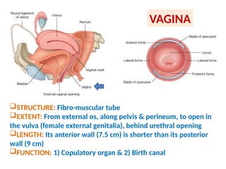 1 Anatomy Of The Female Reproductive System pptx