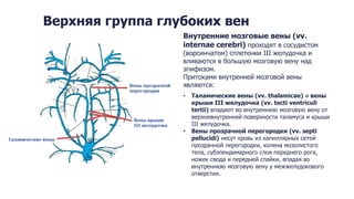 Anatomy of the venous system of the brain | PPT