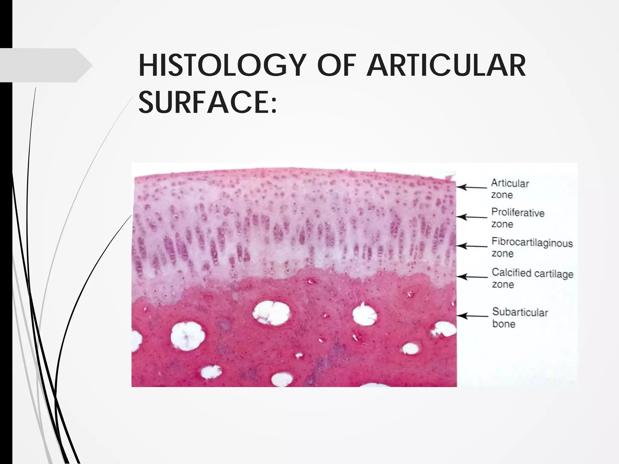 1 anatomy & physiology of tmj | PDF