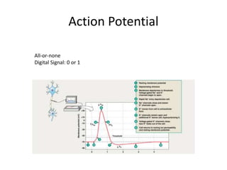 1 and 2 Neurophysiology-student (2).pptx