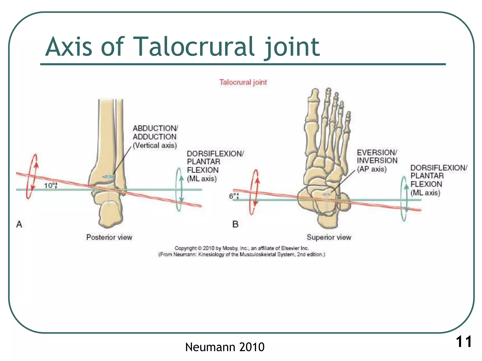 Axis of Talocrural joint
11Neumann 2010
 