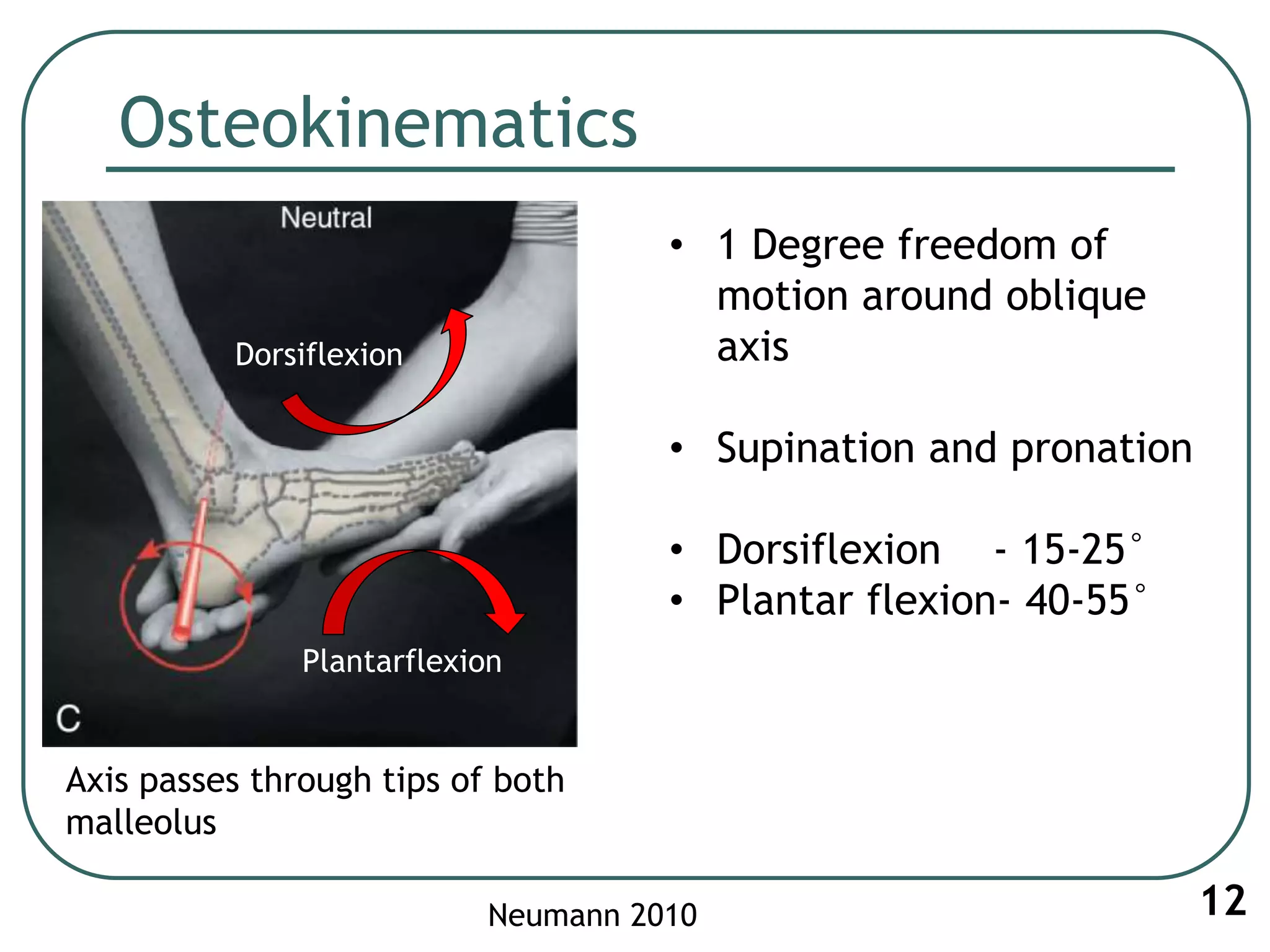 Osteokinematics
12Neumann 2010
• 1 Degree freedom of
motion around oblique
axis
• Supination and pronation
• Dorsiflexion - 15-25°
• Plantar flexion- 40-55°
Axis passes through tips of both
malleolus
Dorsiflexion
Plantarflexion
 