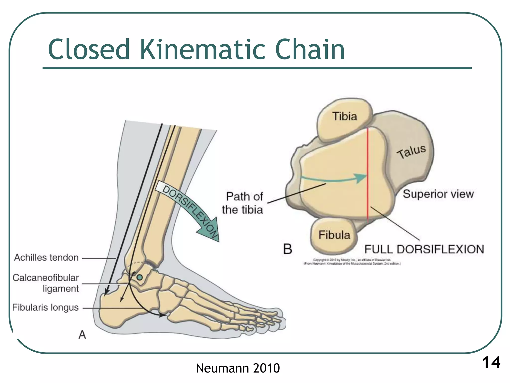 Closed Kinematic Chain
14Neumann 2010
 