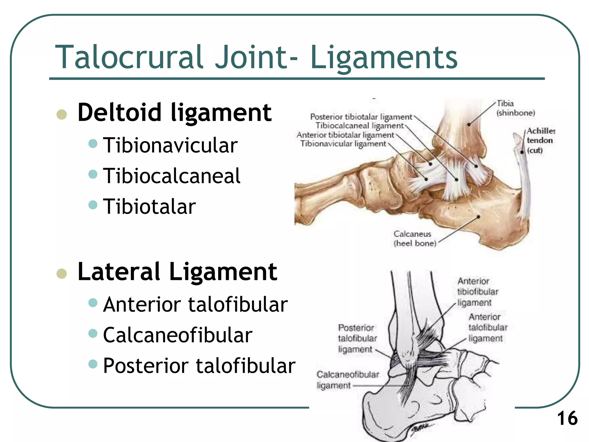 Talocrural Joint- Ligaments
 Deltoid ligament
•Tibionavicular
•Tibiocalcaneal
•Tibiotalar
 Lateral Ligament
•Anterior talofibular
•Calcaneofibular
•Posterior talofibular
16
 