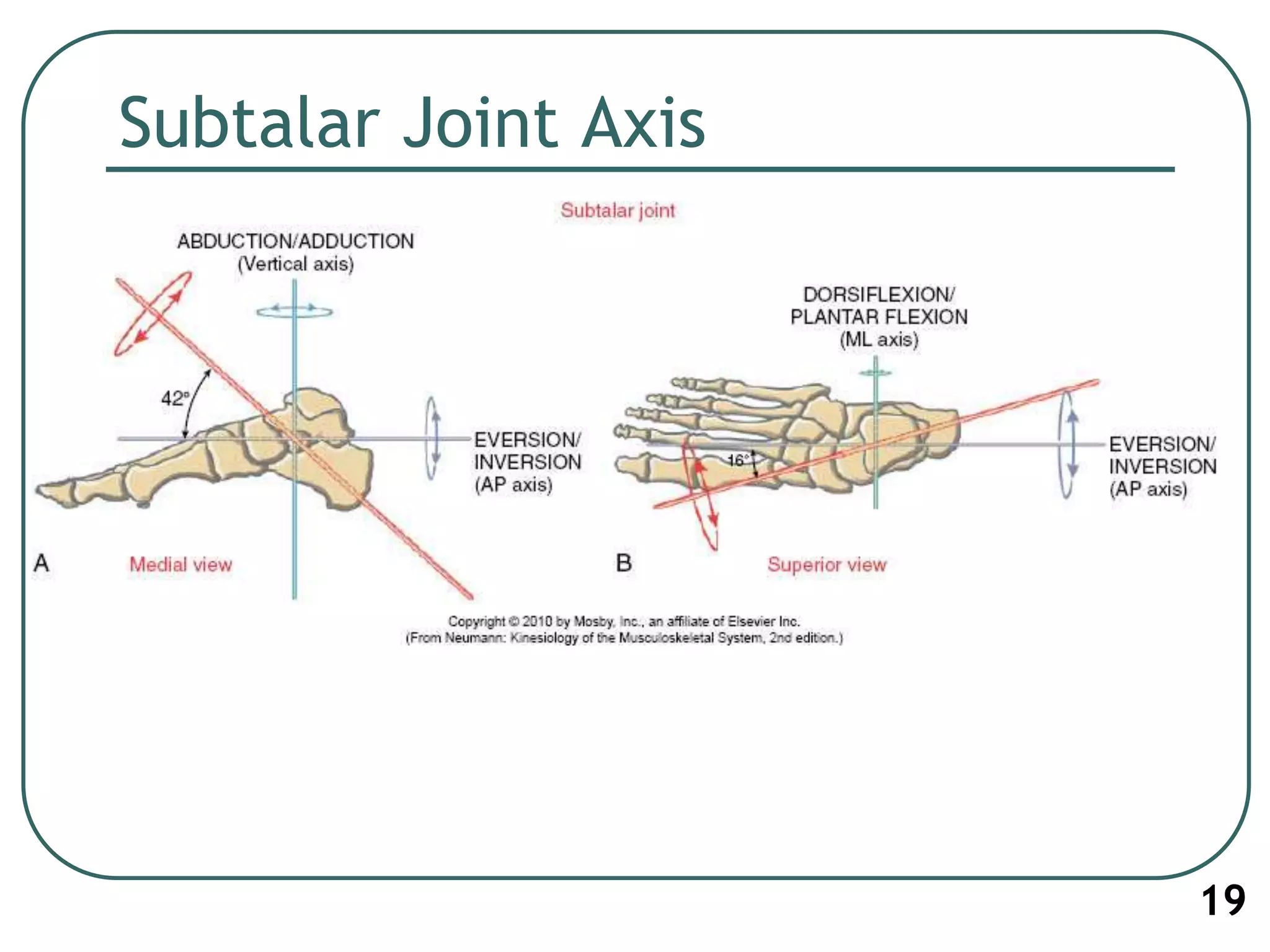 Subtalar Joint Axis
19
 