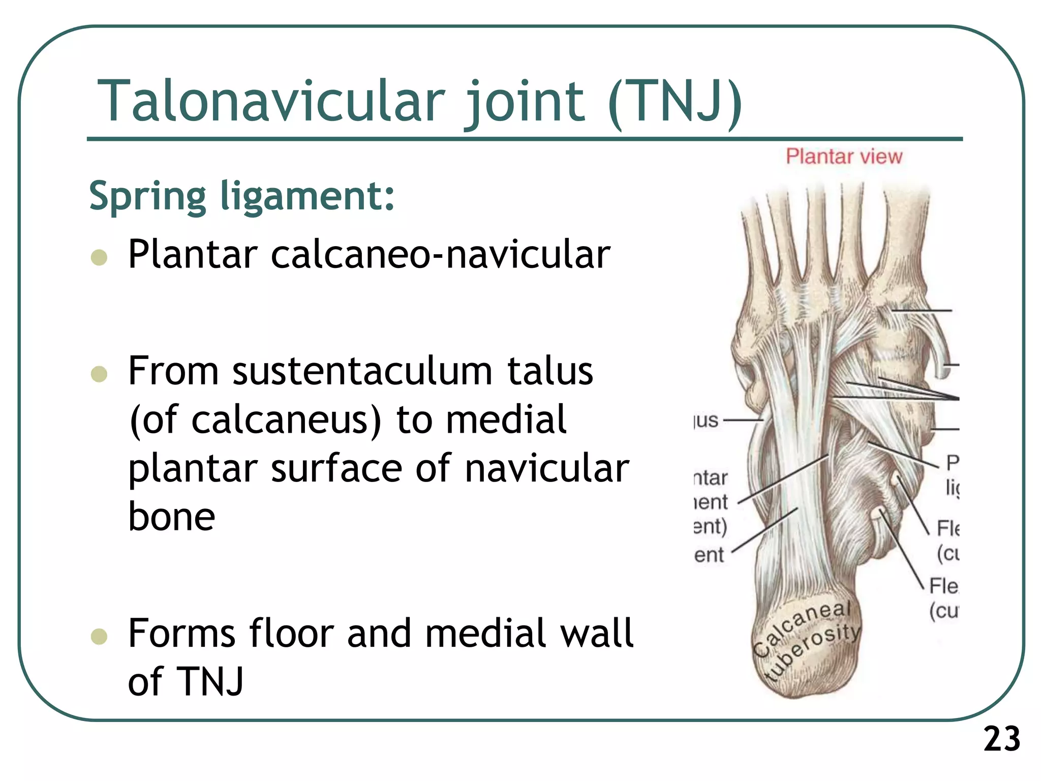 Talonavicular joint (TNJ)
Spring ligament:
 Plantar calcaneo-navicular
 From sustentaculum talus
(of calcaneus) to medial
plantar surface of navicular
bone
 Forms floor and medial wall
of TNJ
23
 