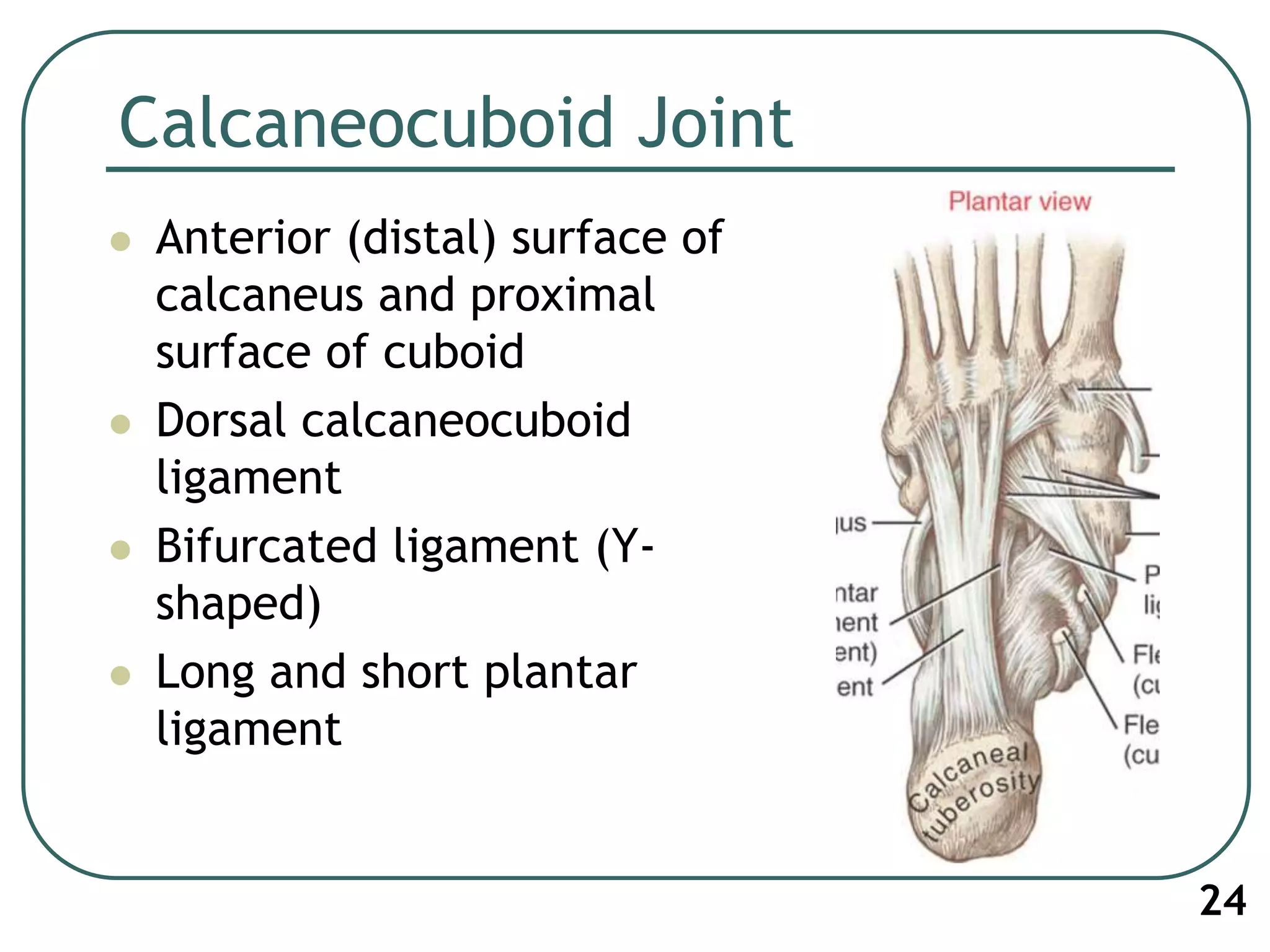 Calcaneocuboid Joint
 Anterior (distal) surface of
calcaneus and proximal
surface of cuboid
 Dorsal calcaneocuboid
ligament
 Bifurcated ligament (Y-
shaped)
 Long and short plantar
ligament
24
 