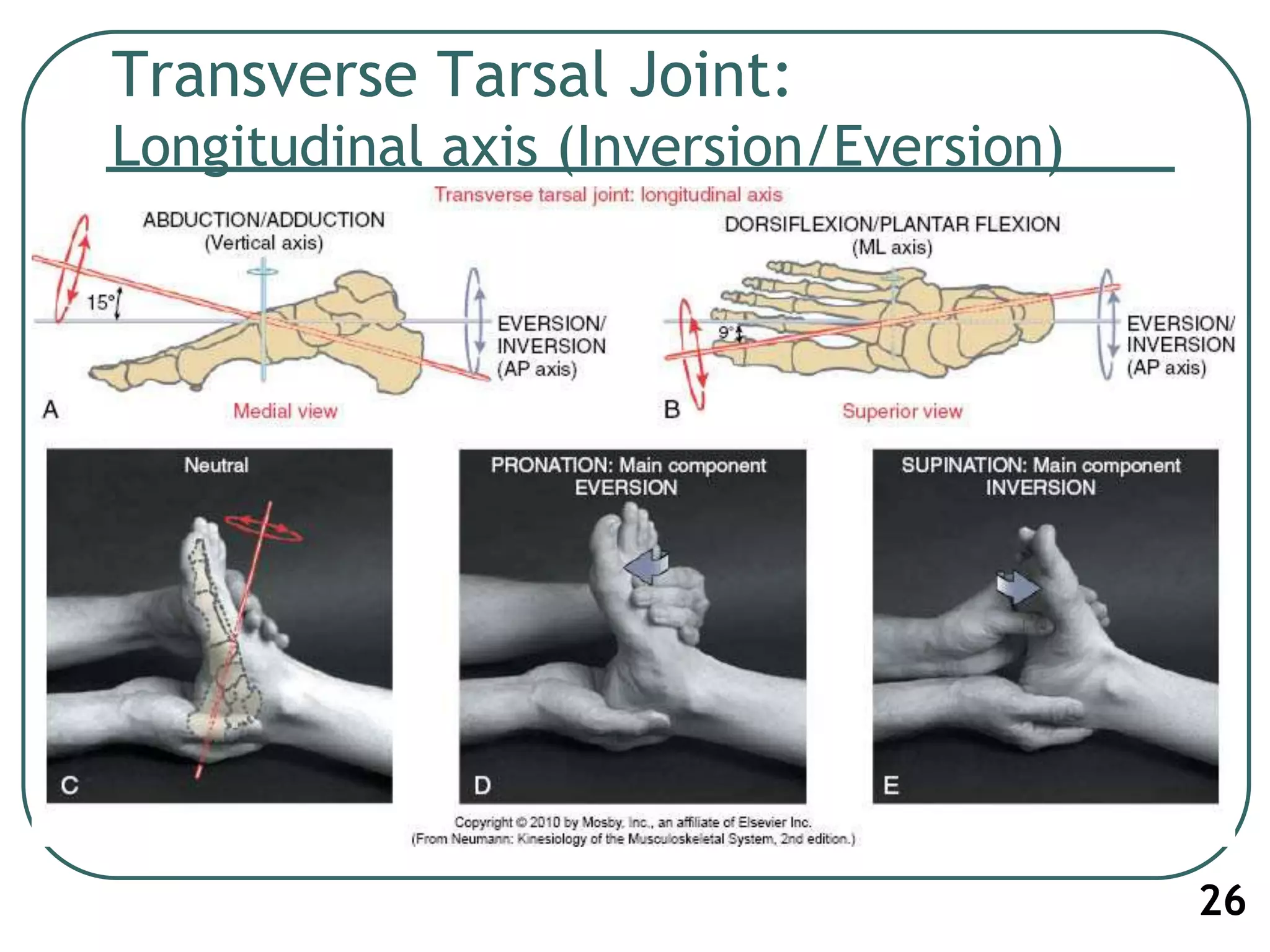 Transverse Tarsal Joint:
Longitudinal axis (Inversion/Eversion)
26
 