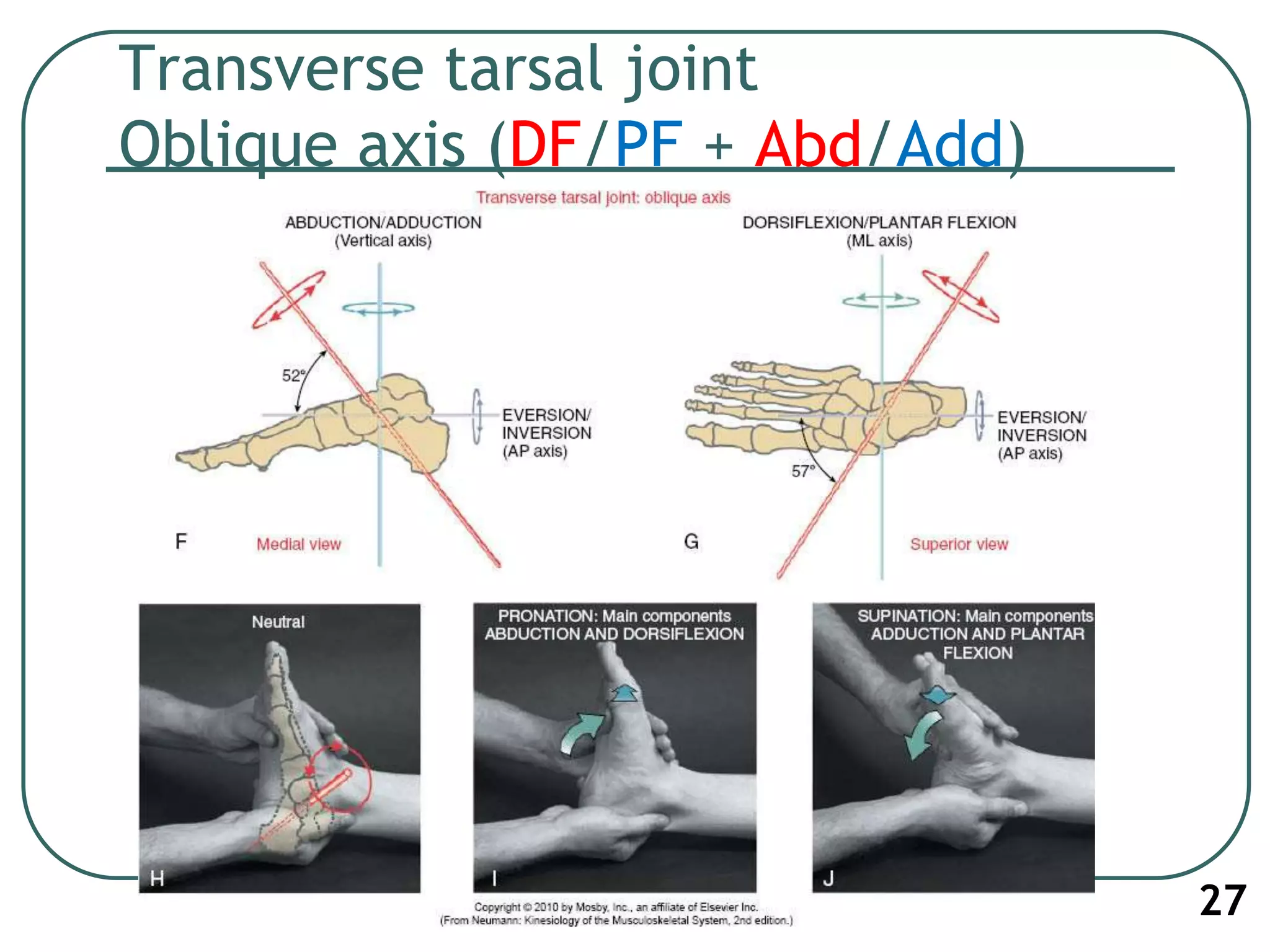 Transverse tarsal joint
Oblique axis (DF/PF + Abd/Add)
27
 