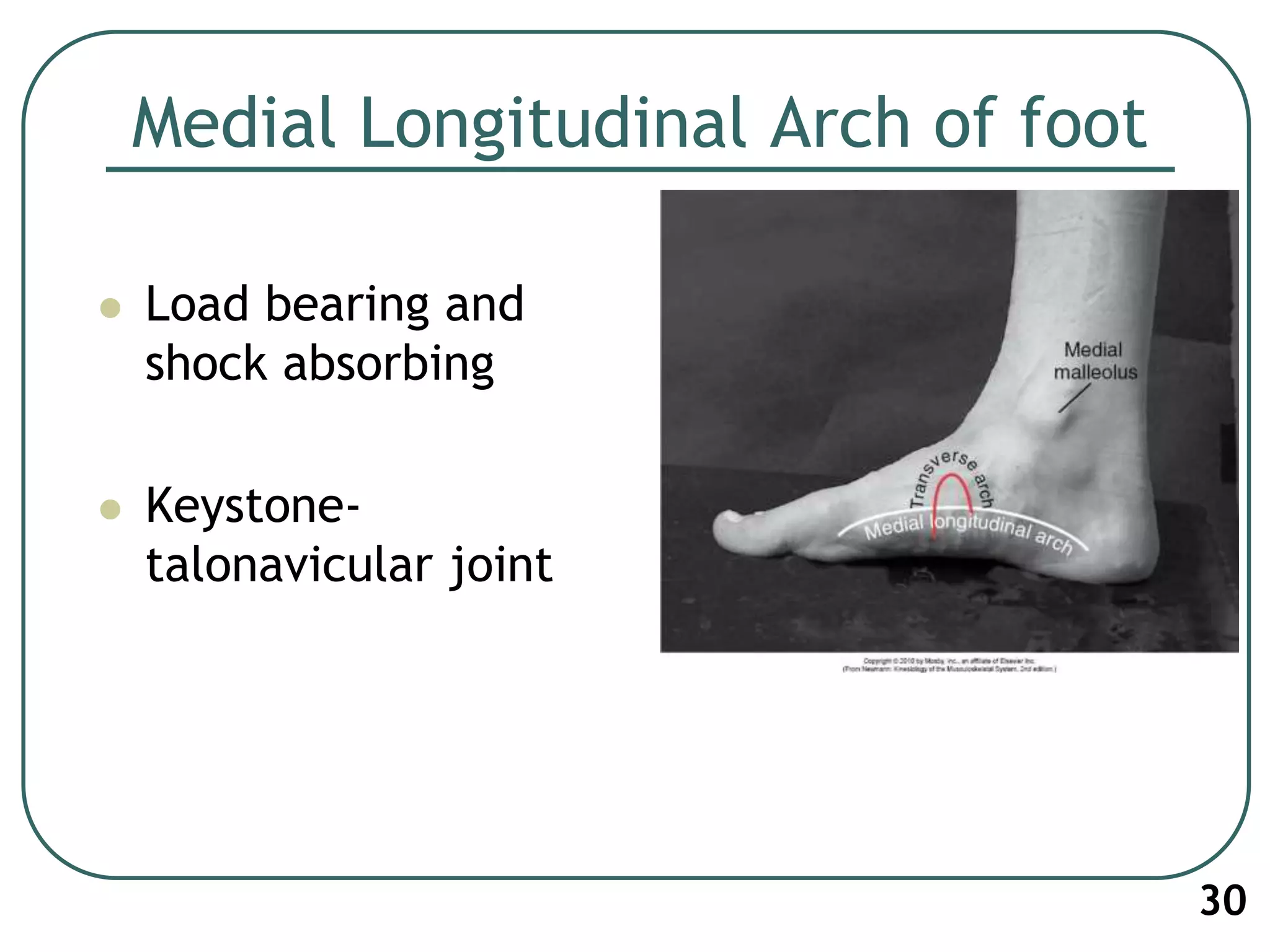 Medial Longitudinal Arch of foot
 Load bearing and
shock absorbing
 Keystone-
talonavicular joint
30
 