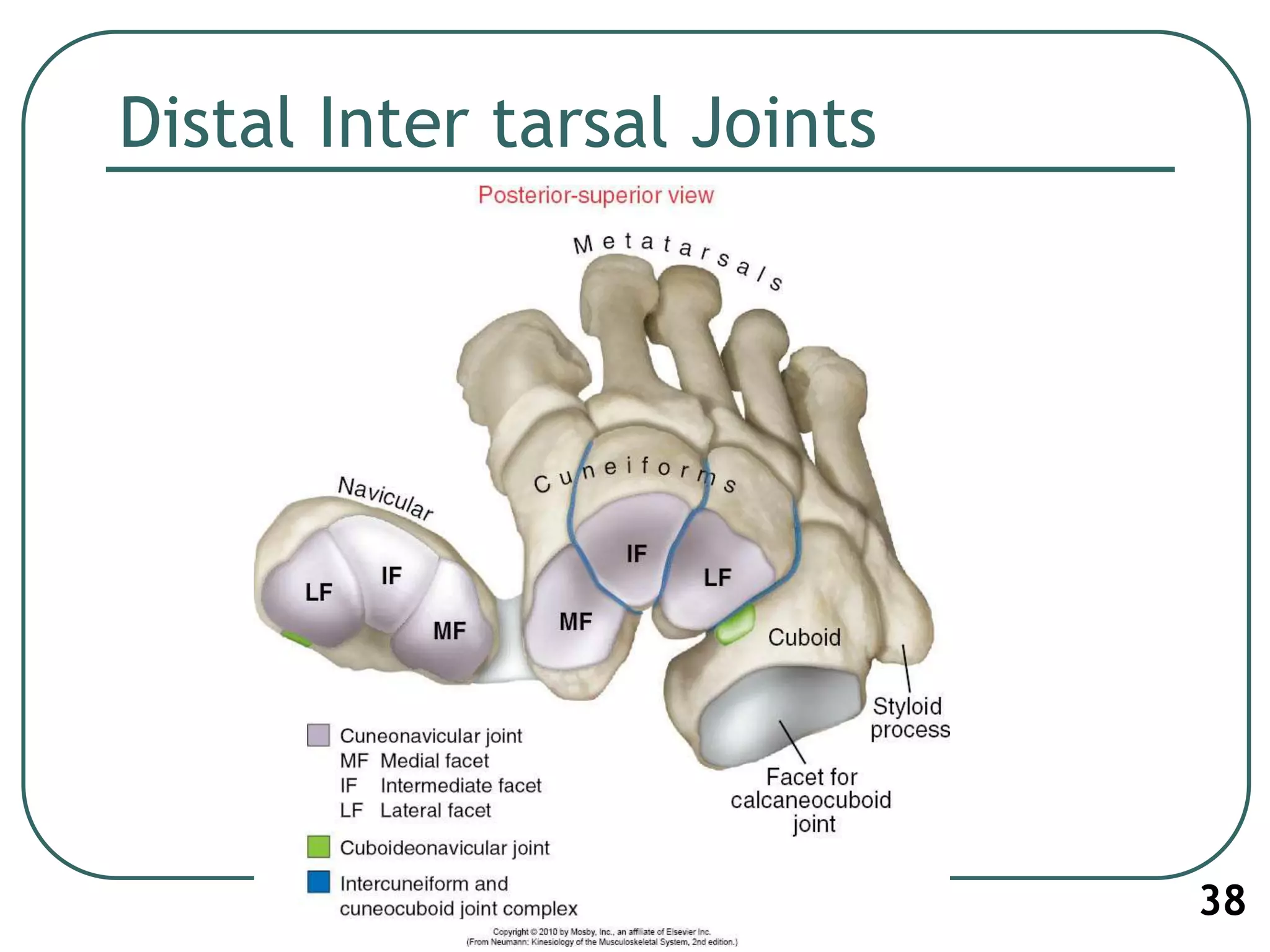 Distal Inter tarsal Joints
38
 
