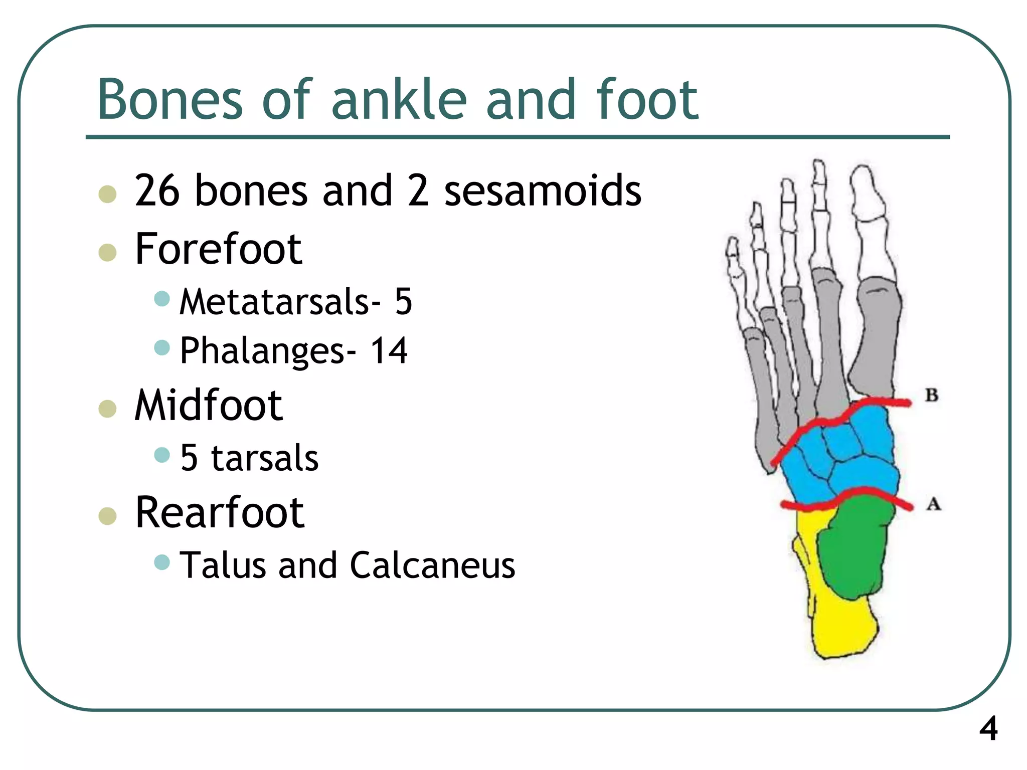 Bones of ankle and foot
 26 bones and 2 sesamoids
 Forefoot
•Metatarsals- 5
•Phalanges- 14
 Midfoot
•5 tarsals
 Rearfoot
•Talus and Calcaneus
4
 