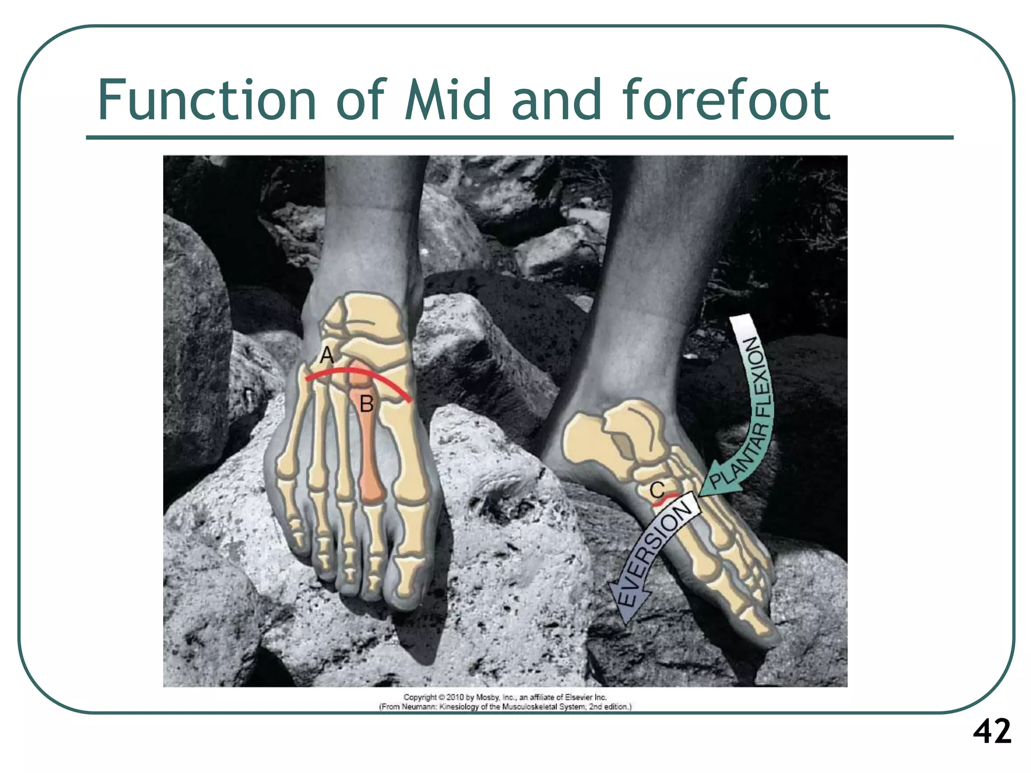 Function of Mid and forefoot
42
 