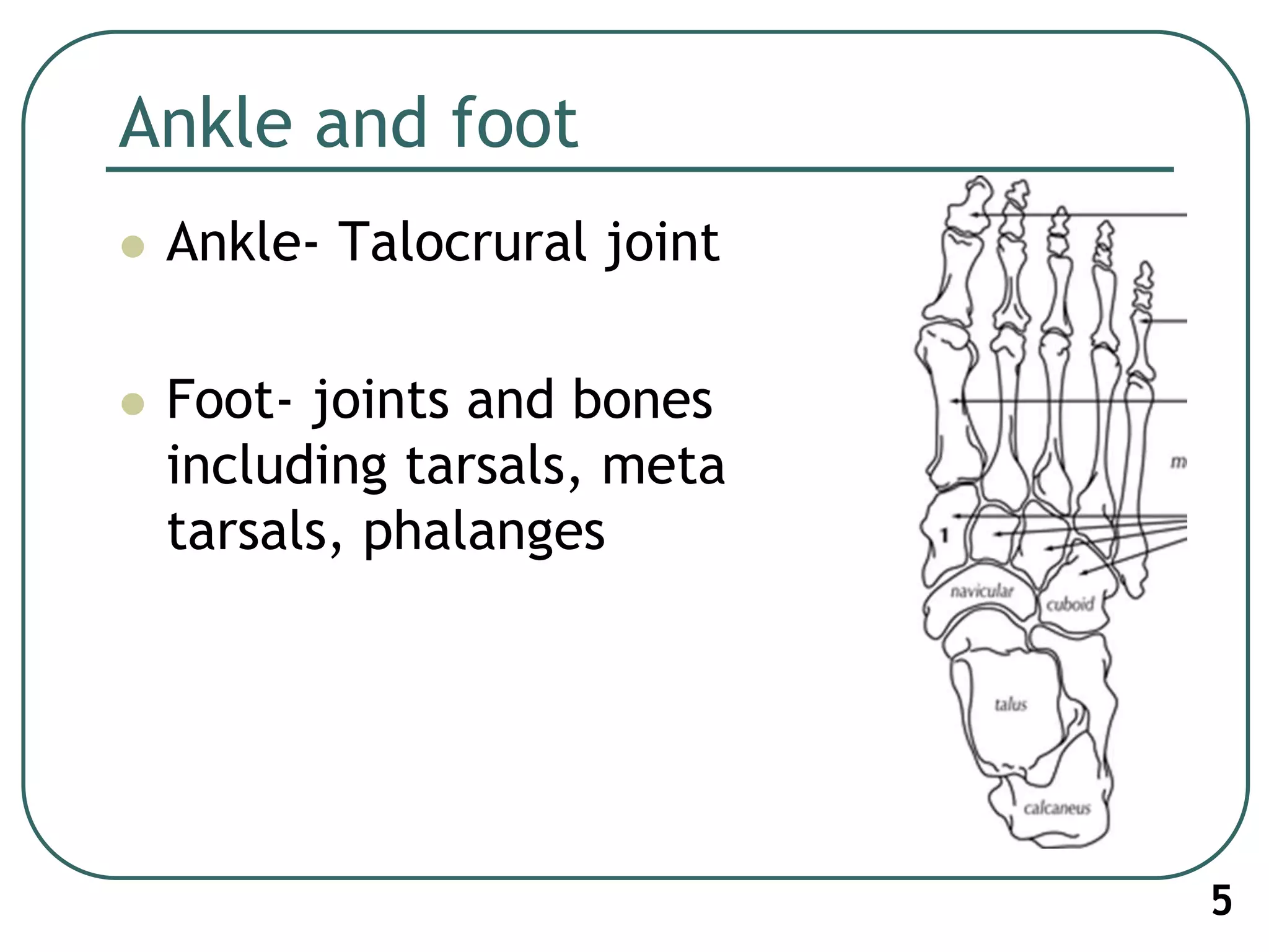 Ankle and foot
 Ankle- Talocrural joint
 Foot- joints and bones
including tarsals, meta
tarsals, phalanges
5
 