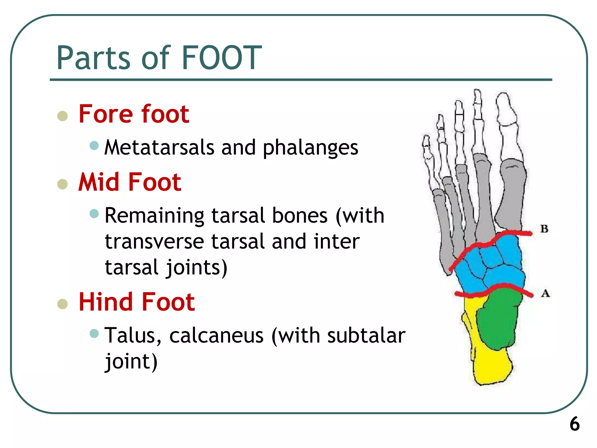 Parts of FOOT
 Fore foot
•Metatarsals and phalanges
 Mid Foot
•Remaining tarsal bones (with
transverse tarsal and inter
tarsal joints)
 Hind Foot
•Talus, calcaneus (with subtalar
joint)
6
 