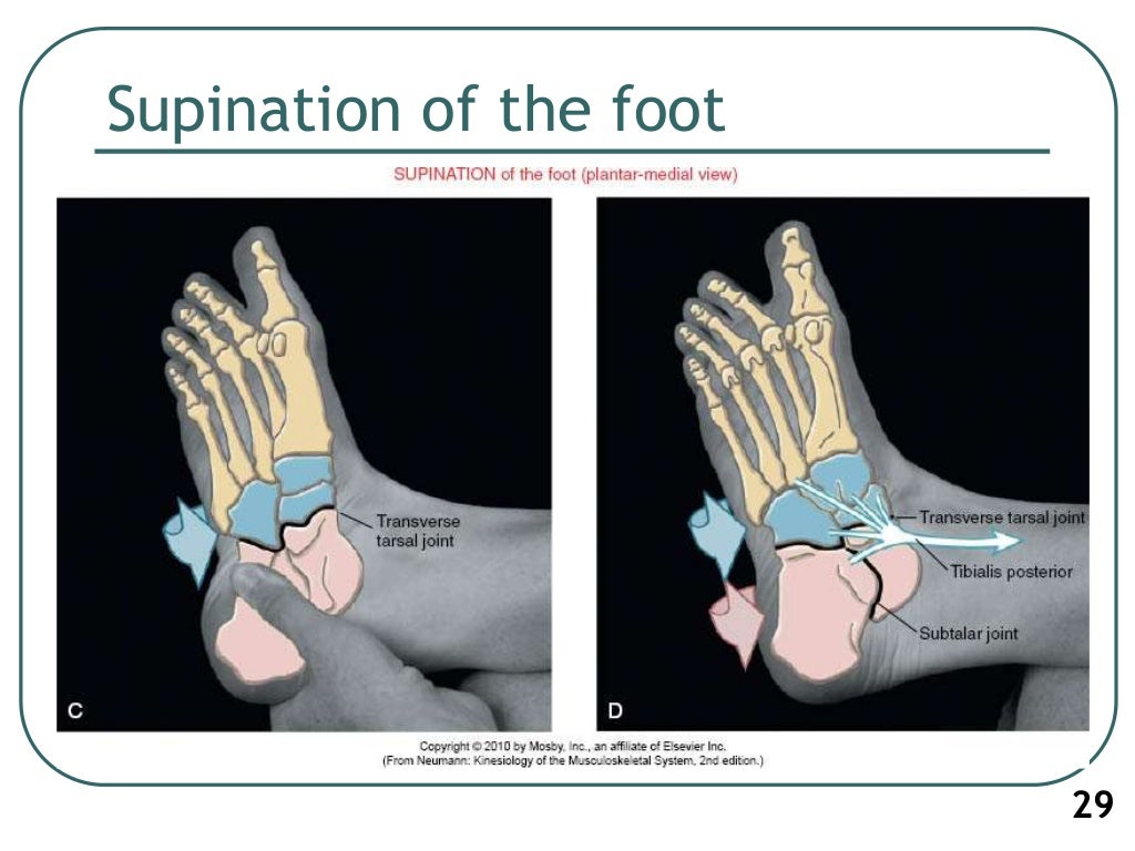 1. Biomechanics of ankle joint subtalar joint and foot
