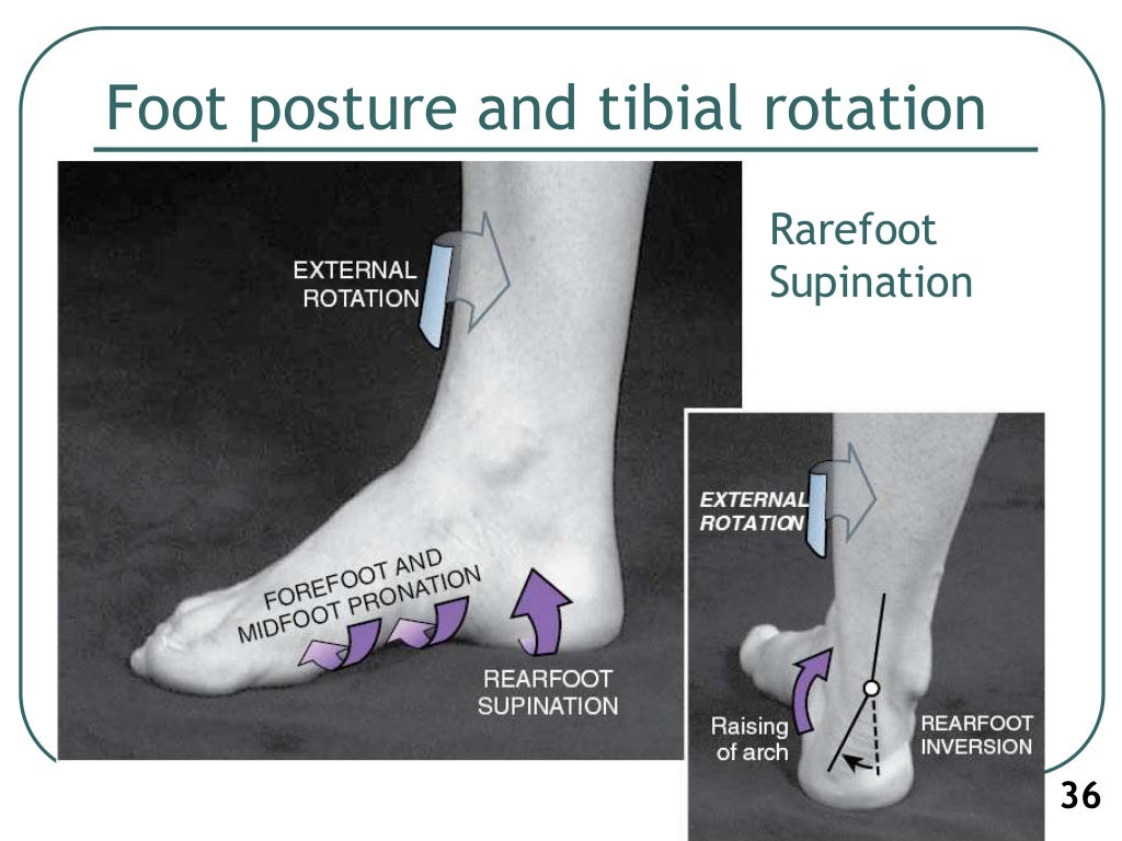1. Biomechanics of ankle joint subtalar joint and foot