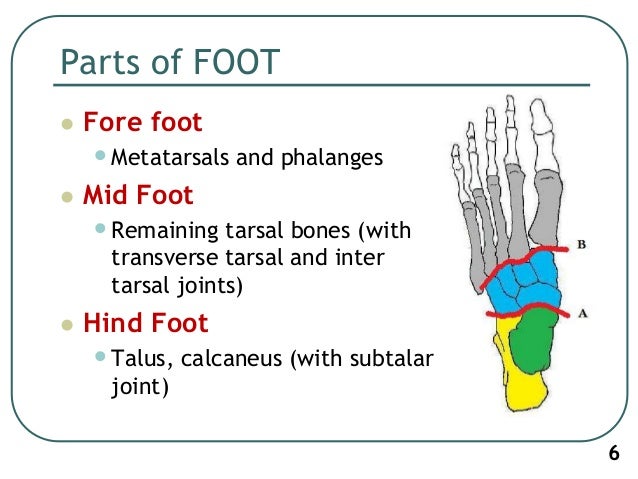 1. Biomechanics of ankle joint subtalar joint and foot