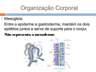Organização Corporal

-

-

Mesogleia:
Entre a epiderme e gastroderme, mantém os dois
epitélios juntos e serve de suporte para o corpo;
Não representa a mesoderme.

 