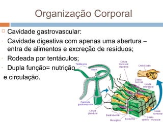 Organização Corporal
Cavidade gastrovascular:
- Cavidade digestiva com apenas uma abertura –
entra de alimentos e excreção de resíduos;
- Rodeada por tentáculos;
- Dupla função= nutrição
e circulação.


 