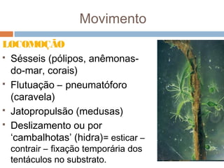 Movimento
LOCOMOÇÃO
 Sésseis (pólipos, anêmonasdo-mar, corais)
 Flutuação – pneumatóforo
(caravela)
 Jatopropulsão (medusas)
 Deslizamento ou por
‘cambalhotas’ (hidra)= esticar –
contrair – fixação temporária dos
tentáculos no substrato.

 