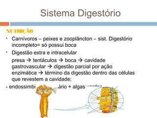 Sistema Digestório
NUTR
IÇÃO
 Carnívoros – peixes e zooplâncton – sist. Digestório
incompleto= só possui boca
 Digestão extra e intracelular
presa  tentáculos  boca  cavidade
gastrovascular  digestão parcial por ação
enzimática  término da digestão dentro das células
que revestem a cavidade;
- endossimbiose= cnidário + algas verdes.

 