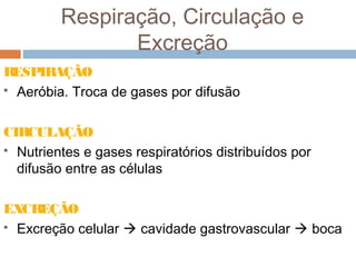 Respiração, Circulação e
Excreção
RESPIR
AÇÃO
 Aeróbia. Troca de gases por difusão
CIRCULAÇÃO
 Nutrientes e gases respiratórios distribuídos por
difusão entre as células
EXCREÇÃO
 Excreção celular  cavidade gastrovascular  boca

 