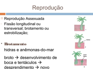 Reprodução

-



Reprodução Assexuada
Fissão longitudinal ou
transversal; brotamento ou
estrobilização;

Brotamento
hidras e anêmonas-do-mar
broto  desenvolvimento de
boca e tentáculos 
desprendimento  novo

 