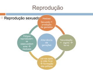 Reprodução


Reprodução sexuada:

 